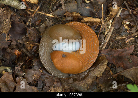 Wegslak parend; Rosso slug coniugata; Foto Stock