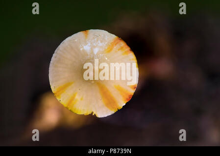 Prachtmycena; Saffrondrop cofano; Foto Stock