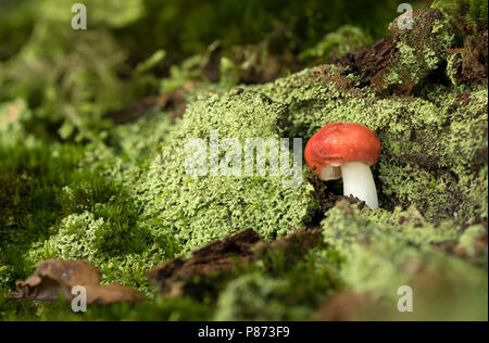 Braakrussula; vomito Russula; Foto Stock