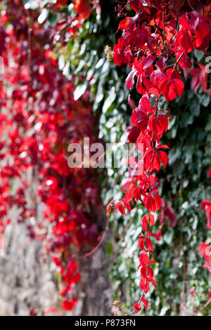 Parthenocissus quinquefolia, o Virginia il superriduttore nella frazione di San Marziale nel comune di Varen, Tarn et Garonne, Occitanie, Francia Foto Stock