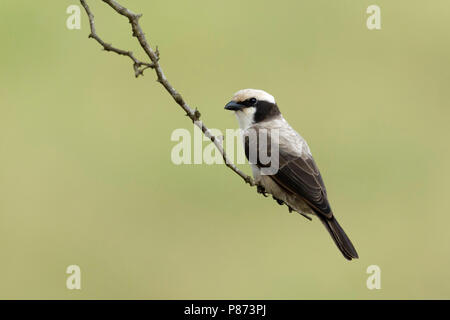 Witkruinklauwier zittend op een takje; bianco del sud-crowned shrike seduto su un ramo Foto Stock