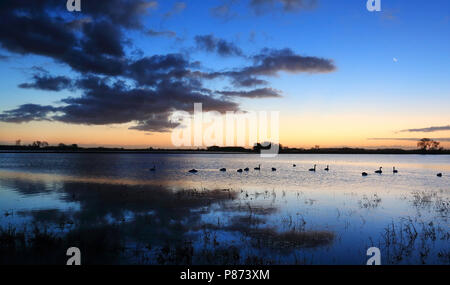 De Noordwaard è een voormalig landbouwgebied in de gemeente Werkendam. Na de werkzaamheden in het kader van Ruimte voor de Rivier veranderde een gro Foto Stock
