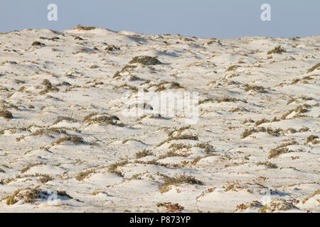 Al Wusta Governatorato, Oman Foto Stock