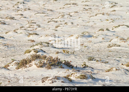 Al Wusta Governatorato, Oman Foto Stock