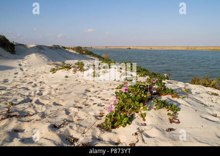 Al Wusta Governatorato, Oman Foto Stock