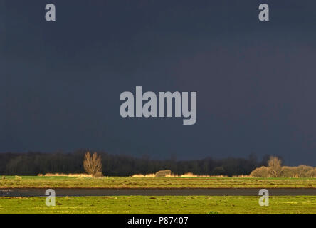 Alblasserwaard; Polder Langenbroek Foto Stock