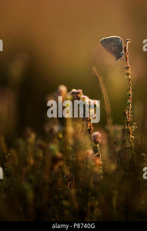 Slapend gentiaanblauwtje / Sleeping Alcon blu Foto Stock