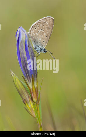 Gentiaanblauwtje op klokjesgentiaan / Alcon blu su Marsh Genziana Foto Stock