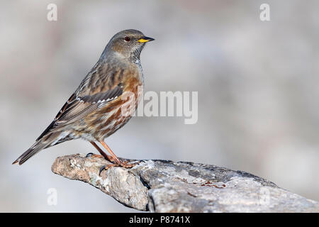 Sordone, Alpenheggemus, Prunella collaris Foto Stock