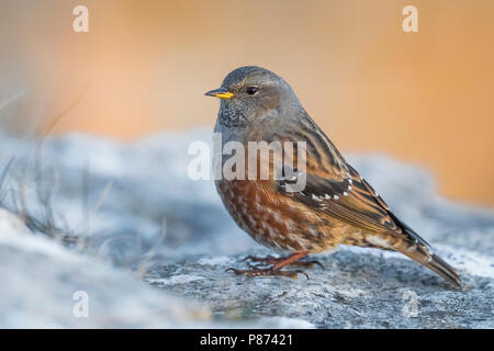 Sordone, Alpenheggemus, Prunella collaris Foto Stock