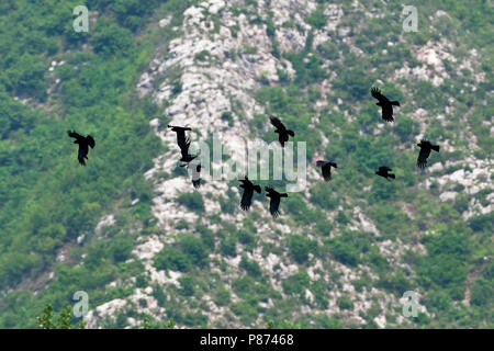 Groep Alpenkraaien porta vliegend een dal; Gruppo di gracchi alpini volando attraverso una valle Foto Stock