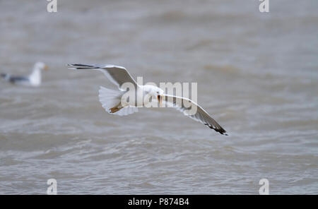 Caspian Gull - Steppenmöwe - Larus cachinnans, Germania, per adulti Foto Stock