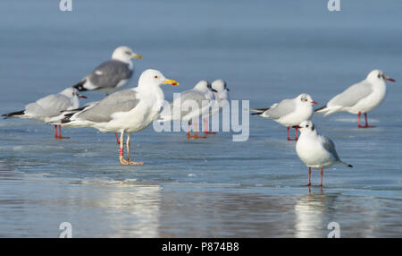 Caspian Gull - Steppenmöwe - Larus cachinnans, Svizzera, per adulti Foto Stock