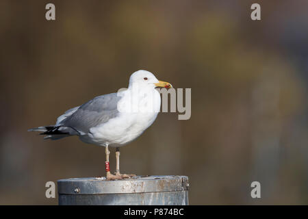 Caspian Gull - Steppenmöwe - Larus cachinnans, Svizzera, per adulti Foto Stock