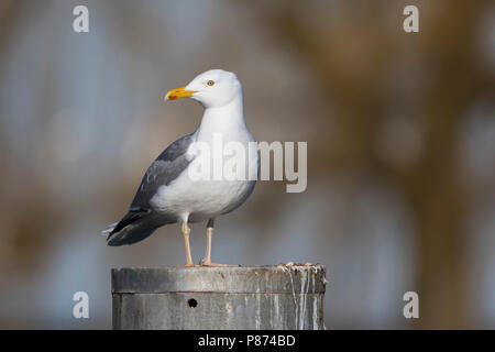 Caspian Gull - Steppenmöwe - Larus cachinnans, Svizzera, per adulti Foto Stock