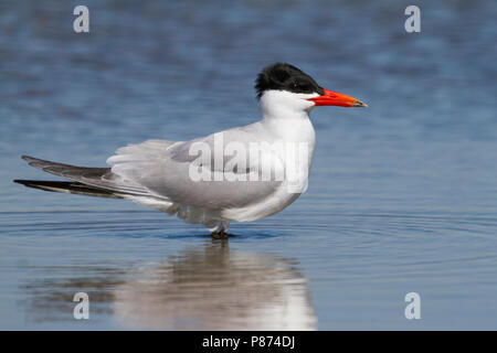 Reuzenstern; Caspian Tern; Sterna caspia, Oman, adulti Foto Stock