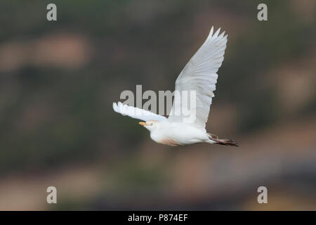 Airone guardabuoi - Kuhreiher - Bubulcus ibis ssp. ibis, Marocco, adulti Foto Stock