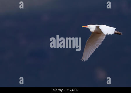 Airone guardabuoi - Kuhreiher - Bubulcus ibis ssp. ibis, Marocco, adulti Foto Stock