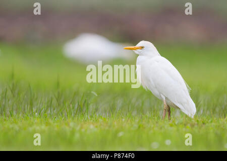 Airone guardabuoi - Kuhreiher - Bubulcus ibis ssp. ibis, Marocco, adulti Foto Stock