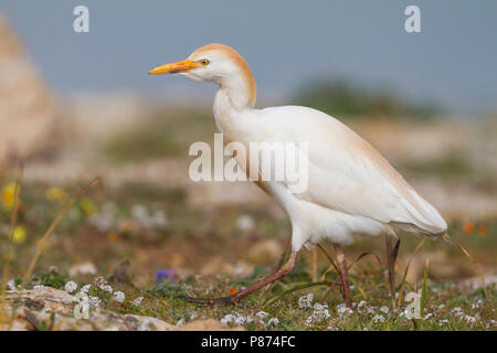 Airone guardabuoi - Kuhreiher - Bubulcus ibis ssp. ibis, Marocco, adulti Foto Stock