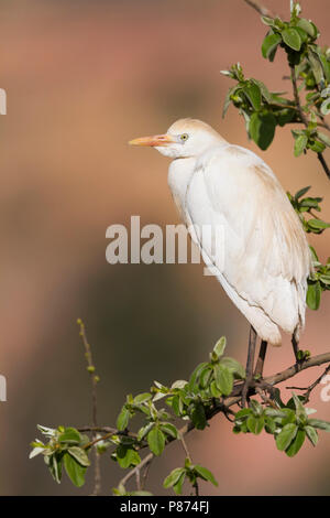 Airone guardabuoi - Kuhreiher - Bubulcus ibis ssp. ibis, Marocco, adulti Foto Stock