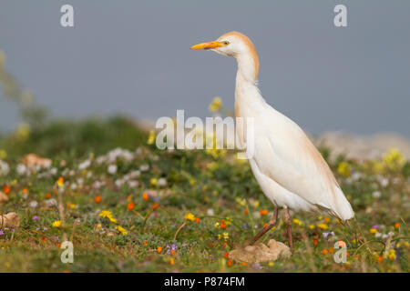 Airone guardabuoi - Kuhreiher - Bubulcus ibis ssp. ibis, Marocco, adulti Foto Stock