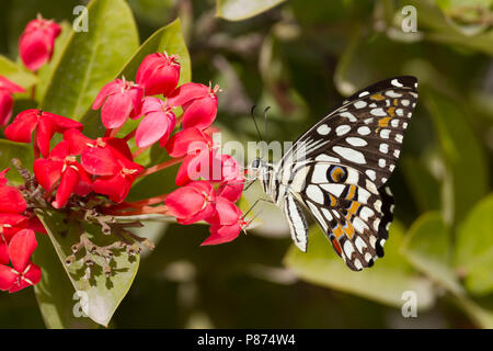 A coda di rondine a scacchi - Karierter Schwalbenschwanz - Papilio demoleus ssp. demoleus, Oman, imago Foto Stock