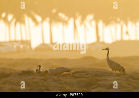 Gru comune - Kranich - grus grus, Oman, adulti con gru Demoiselle Foto Stock