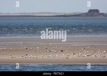 Eider comune - Eiderente - Somateria mollissima ssp. mollissima, Germania, in appoggio nel mare di Wadden Foto Stock