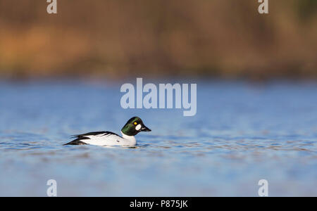 Comune di Goldeneye, Brilduiker, Bucephala clangula ssp. clangula Francia, maschio adulto Foto Stock