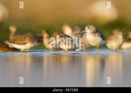 Greenshank comune - Grünschenkel - Tringa nebularia, Oman con comuni Redshank Foto Stock