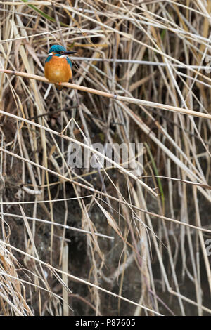 Comune - Kingfisher Eisvogel - Alcedo atthis Foto Stock