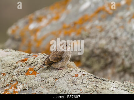 I capretti Linnet comune (Carduelis cannabina bella) negli allevamenti di habitat in Monti Elburz in Iran Foto Stock