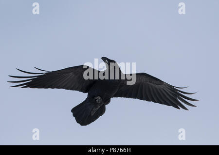 Raven comune - Kolkrabe - Corvus corax ssp. corax, Svizzera Foto Stock