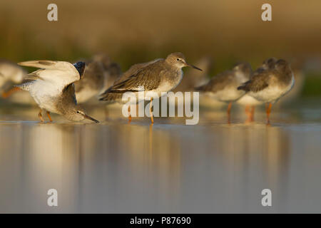 Common Redshank - Rotschenkel - Tringa totanus ssp. ussuriensis, Oman Foto Stock