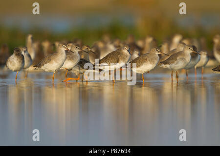 Common Redshank - Rotschenkel - Tringa totanus ssp. ussuriensis, Oman Foto Stock