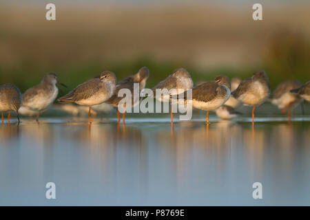 Common Redshank - Rotschenkel - Tringa totanus ssp. ussuriensis, Oman Foto Stock