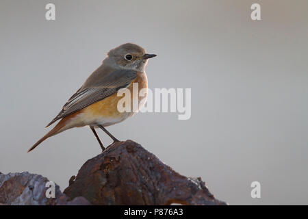 Redstart comune - Gartenrotschwanz - Phoenicurus phoenicurus ssp. phoenicurus, Germania, maschio adulto Foto Stock