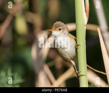Caspian Reed trillo, (Acrocephalus scirpaceus) fuscus, Cipro Foto Stock