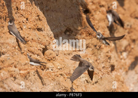 Sabbia comune Martin - Uferschwalbe - Riparia Riparia ssp. riparia, Germania, per adulti Foto Stock