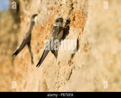 Sabbia comune Martin - Uferschwalbe - Riparia Riparia ssp. riparia, Germania, capretti Foto Stock