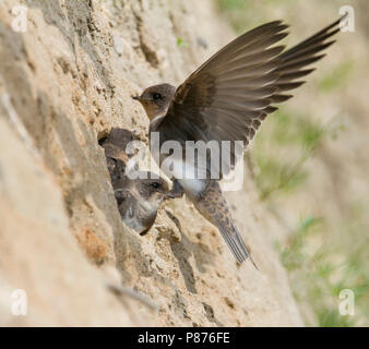 Sabbia comune Martin - Uferschwalbe - Riparia Riparia ssp. riparia, Germania, capretti Foto Stock