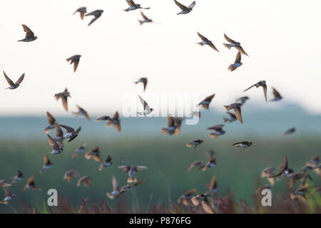 Sabbia comune Martin - Uferschwalbe - Riparia Riparia ssp. riparia, Germania, per adulti Foto Stock