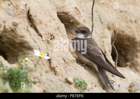 Sabbia comune Martin - Uferschwalbe - Riparia Riparia ssp. riparia, Germania, per adulti Foto Stock