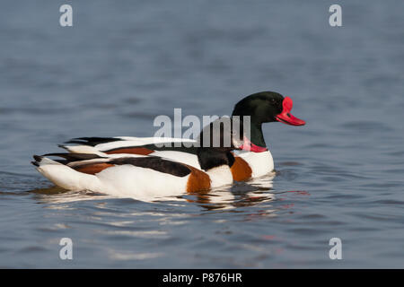 Shelduck comune - Brandgans - Tadorna tadorna, Germania, adulti, maschi e femmine Foto Stock