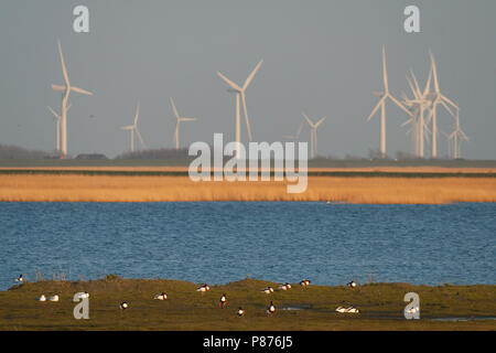 Shelduck comune - Brandgans - Tadorna tadorna, Germania Foto Stock