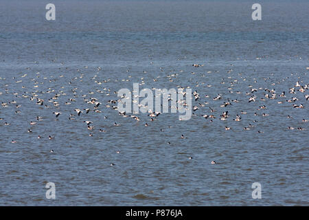 Shelduck comune - Brandgans - Tadorna tadorna, Germania Foto Stock