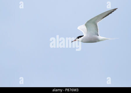 Common Tern - Flussseeschwalbe - Sterna hirundo ssp. minussensis, Kazakistan, per adulti Foto Stock