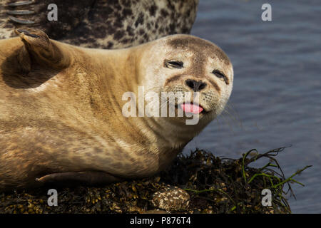 Gewone Zeehond die zijn tong uitsteekt; guarnizione comune attaccare fuori la sua linguetta Foto Stock