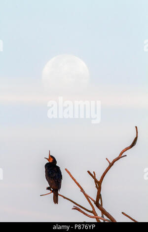 Aalscholver zittend voor een volle maan; cormorani arroccato nella parte anteriore della luna piena Foto Stock